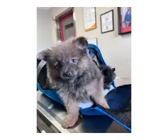 Sable and blue Pomeranian puppies