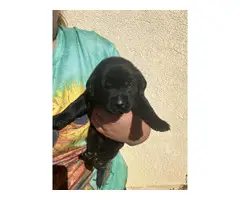 AKC Labrador retriever puppies for sale