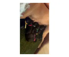 AKC Labrador retriever puppies for sale