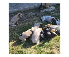 5 heeler puppies looking for homes - 2