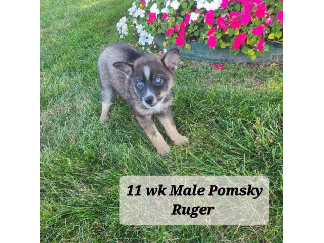 5 Pomsky puppies for sale - 1/5