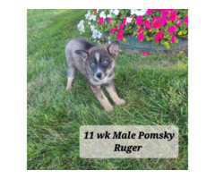 5 Pomsky puppies for sale