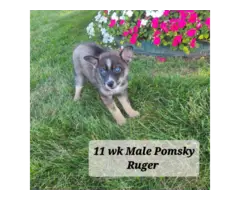 5 Pomsky puppies for sale - 1
