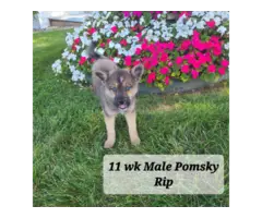 5 Pomsky puppies for sale - 2