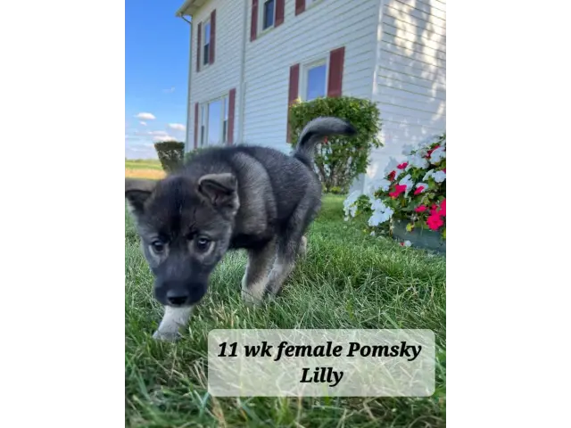 5 Pomsky puppies for sale - 3/5