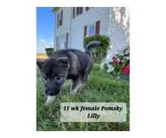 5 Pomsky puppies for sale - 3