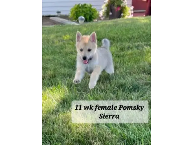 5 Pomsky puppies for sale - 4/5