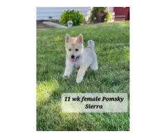 5 Pomsky puppies for sale - 4