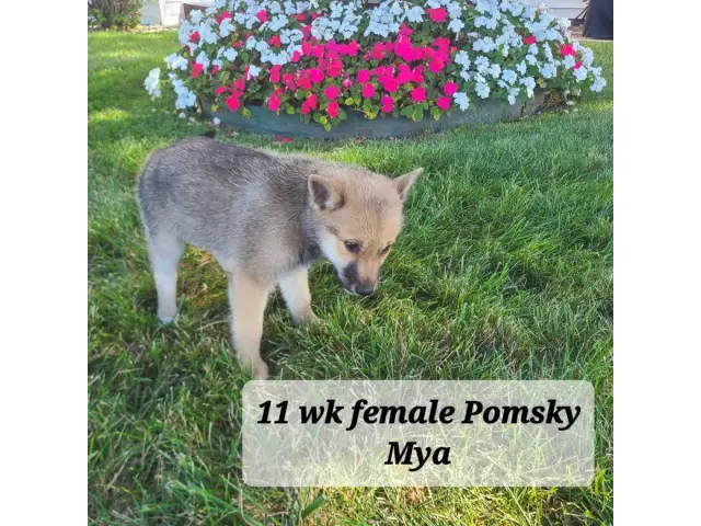 5 Pomsky puppies for sale - 5/5