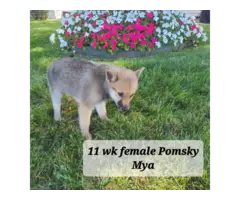 5 Pomsky puppies for sale - 5