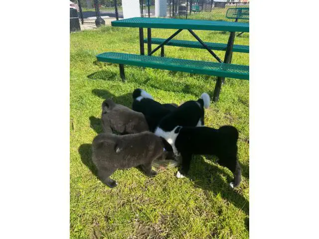 2 months old American Akita Puppies for Sale - 1/6