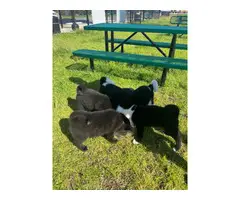 2 months old American Akita Puppies for Sale