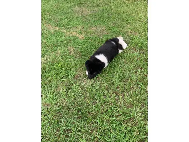 2 months old American Akita Puppies for Sale - 3/6