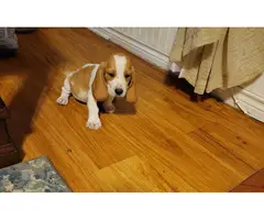 Lemon and white Bassett Hound puppies for sale