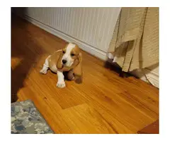 Lemon and white Bassett Hound puppies for sale - 2