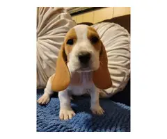 Lemon and white Bassett Hound puppies for sale - 4