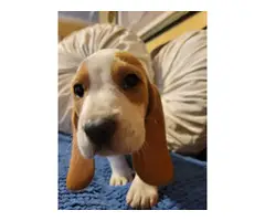 Lemon and white Bassett Hound puppies for sale - 5