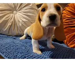 Lemon and white Bassett Hound puppies for sale - 8