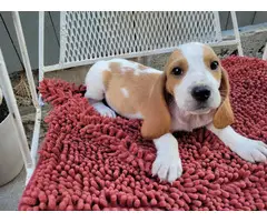 Lemon and white Bassett Hound puppies for sale - 10