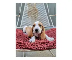 Lemon and white Bassett Hound puppies for sale - 11