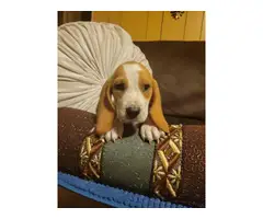 Lemon and white Bassett Hound puppies for sale - 12