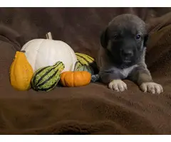 Anatolian Shepherd Puppies Available October 1, 2022 - 2