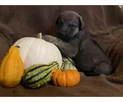 Anatolian Shepherd Puppies Available October 1, 2022 - 4