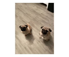 3 adorable pug puppies for sale