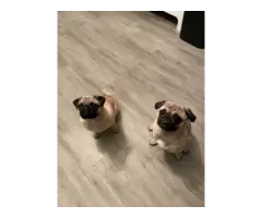 3 adorable pug puppies for sale - 4