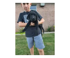 3 black lab puppies available - 2