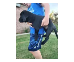 3 black lab puppies available - 4