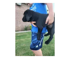 3 black lab puppies available - 5