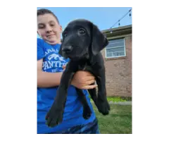 3 black lab puppies available - 6