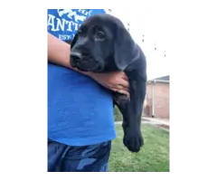 3 black lab puppies available - 7