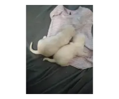 2 gorgeous white chihuahua puppies for sale