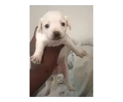 2 gorgeous white chihuahua puppies for sale - 3