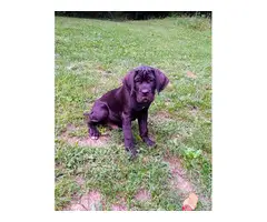 ICCF registered Cane Corso puppies - 2