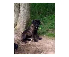 ICCF registered Cane Corso puppies - 3