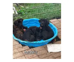 ICCF registered Cane Corso puppies - 4
