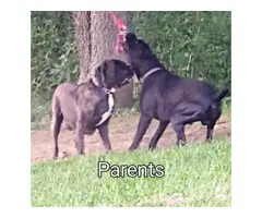 ICCF registered Cane Corso puppies - 5
