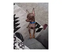 10 months old Chihuahua puppy