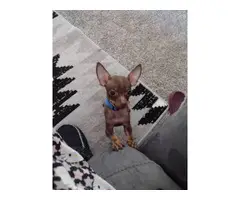 10 months old Chihuahua puppy - 4