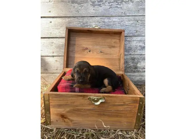 10 AKC bloodhound puppies for sale - 1/10
