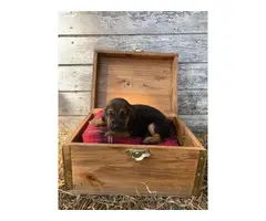 10 AKC bloodhound puppies for sale