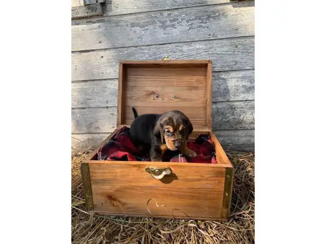 10 AKC bloodhound puppies for sale - 5/10