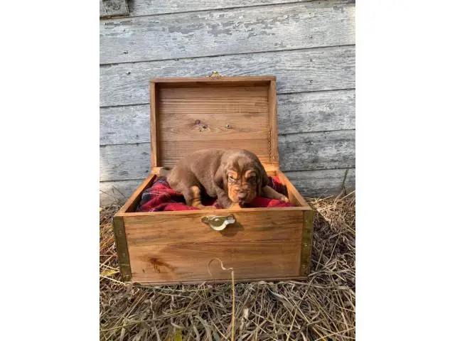10 AKC bloodhound puppies for sale - 7/10