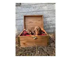 10 AKC bloodhound puppies for sale - 7