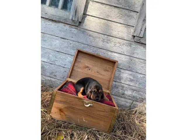10 AKC bloodhound puppies for sale - 8/10