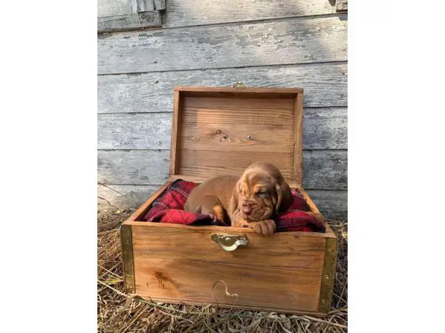 10 AKC bloodhound puppies for sale - 9/10