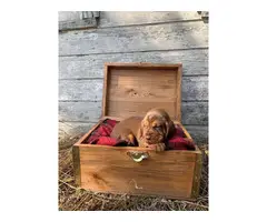 10 AKC bloodhound puppies for sale - 9